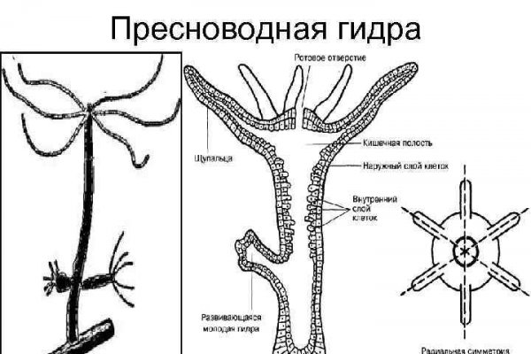 Рабочая ссылка на кракен в торе