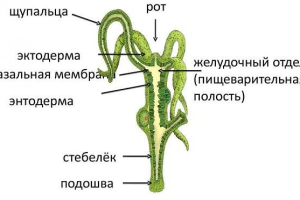 Что за приложение кракен